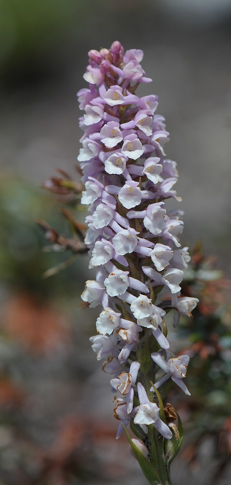 Gymnadenia odoratissima